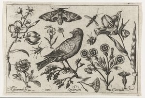 Fiori, insetti, pavone notturno e un corvo (serie di uccelli, fiori, insetti ecc.) da Nicolaes de Bruyn (possibly)