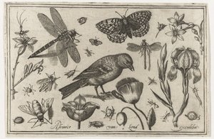 Fiori, libellula e uccello da Nicolaes de Bruyn (possibly)