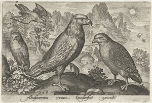 Aquila e altri rapaci