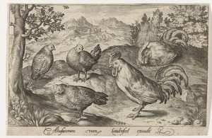 Tre galline e due galli. Uccelli e insetti (titolo della serie) da Nicolaes de Bruyn