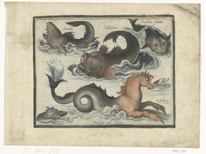 Animali acquatici fantastici, tra cui cavalluccio marino