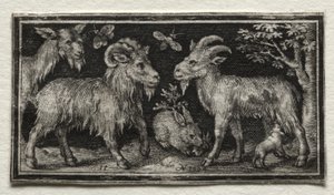 Capre e lepre da Nicolaes de Bruyn