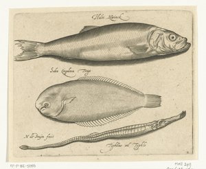 Aringa, sogliola e pesce ago