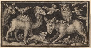 Gufo sulla schiena dell