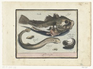 Poon, lampreda e conchiglia da Nicolaes de Bruyn