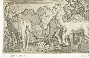 Quattro dromedari