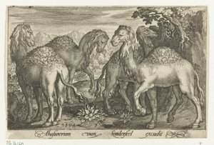 Quattro dromedari da Nicolaes de Bruyn