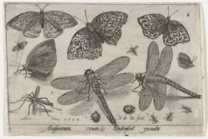 Farfalle e libellule da Nicolaes de Bruyn