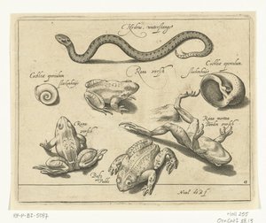 Serpente d