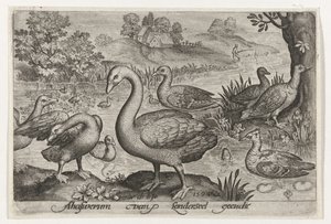 Cigno e oche e anatre vicino all