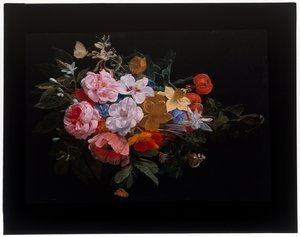 Un festone di rose, caprifoglio, gigli, narcisi, calendula, fritillaria testa di serpente da Nicolaes van Veerendael