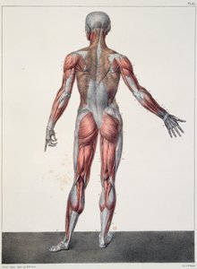 Anatomia del corpo umano, da 