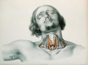 Sezione trasversale della gola, da 