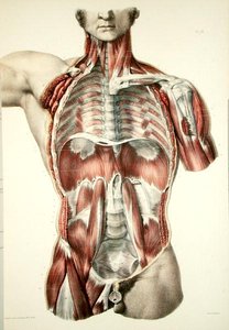 Torso scuoiato, tavola da 