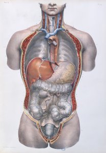 Organi interni, tavola da 