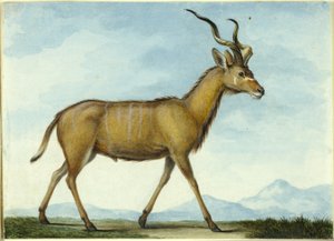 Un Kudu da Nicolas Hüet the Younger