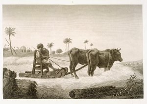Raccolta del grano, dal Volume II Arti e Mestieri di 