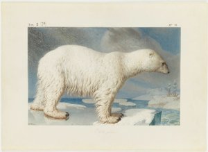 Orso polare