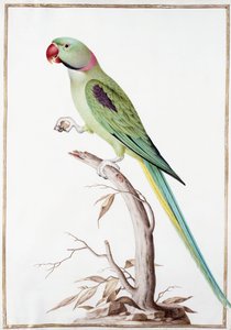 Parrocchetto Alessandrino da Nicolas Robert