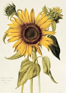 Helianthus Annuus (Girasole) n.71 da 