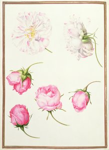 Sei teste di rose antiche da Nicolas Robert