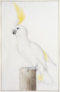 Cacatua ciuffogiallo da Nicolas Robert