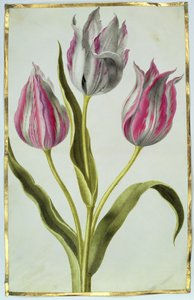 Tulipani, c.1675 (guazzo su pergamena) da Nicolas Robert