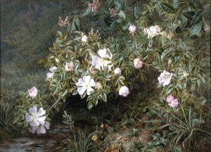 Studio di rose canine, c.1900 da Niels Pieter Rasmussen