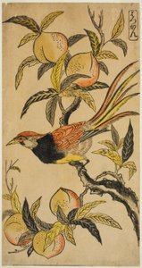 Fagiano argentato da Nishimura Shigenaga