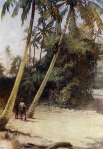 Ragazzo delle Isole Salomone che scala per raccogliere noci di cocco verdi, vicino a Gavutu, Nuova Florida da Norman Hardy
