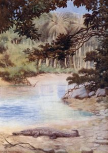 La Casa del Coccodrillo, Isole Salomone Britanniche da Norman Hardy