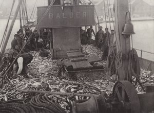 Pesca delle aringhe in inverno
