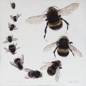 Bombus, 2015 (acrilico su legno gesso)