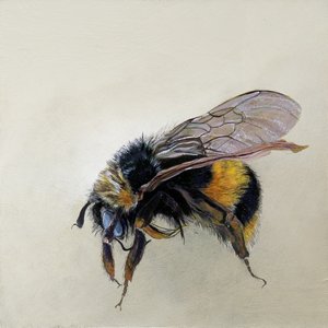 Bombus terrestris 1 (b), 2008 (acrilico su legno) da Odile Kidd