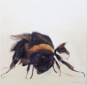 Bombus terrestris 9, 2013 (acrilico su legno) da Odile Kidd
