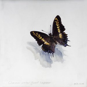 Charaxes castor, imperatore gigante, 2014 (acrilico su legno gesso) da Odile Kidd