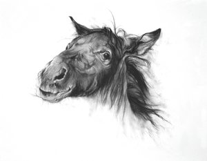 Colt, 2002 (carboncino su carta Fabriano) da Odile Kidd