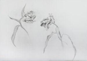Estella rijnveld 3, 2017 (matita su carta cartonata) da Odile Kidd