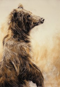 Orso Grizzly 2, 2002 (matita di carbonio, carboncino e gesso) da Odile Kidd