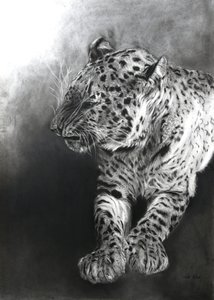 Panthera pardus 2, 2009 (carboncino e conte su carta Fabriano) da Odile Kidd
