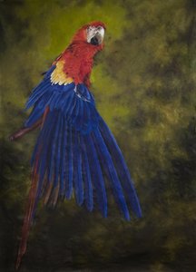 Ara scarlatta 2, 2009 (acrilico su lino)