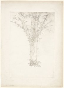 Albero