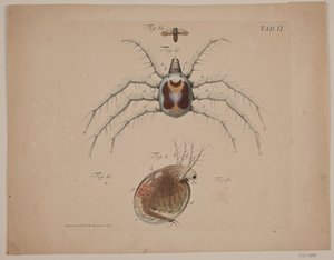 Insetti. Tavola II di opera zoologica