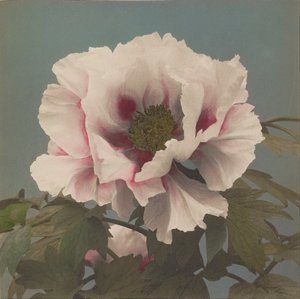 Peonia arborea da Ogawa Kazumasa