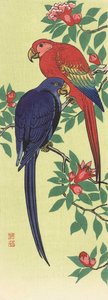 Un pappagallo rosso e uno blu
