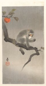 Scimmia su un albero di cachi