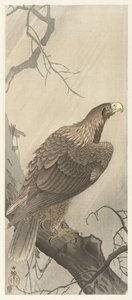 Aquila su un ramo da Ohara Koson