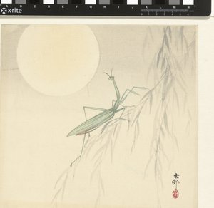 Mantide religiosa da Ohara Koson