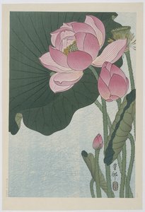 Fiori di loto in fiore