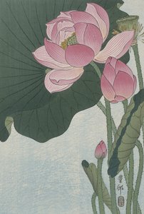 Fiori di loto in fiore